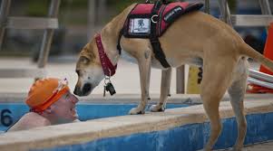 An assistance dog greeting a swimmer at the edge of a pool